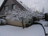 Der Baum hat eine sehr starkwüchsige, weit ausladende Krone. Er bevorzugt einen Standort auf schwerem, feuchtem und kalkhaltigem Boden und ist dann langlebig. Die Sorte hat sich als sehr robust gegen Feuerbrand erwiesen.